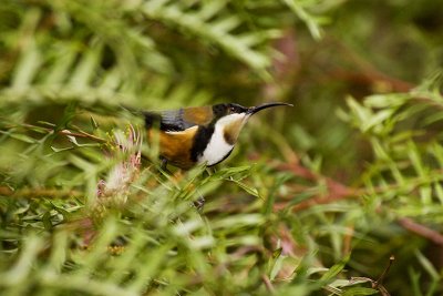 Eastern Spinebill