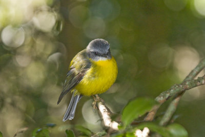 Eastern Yellow Robin