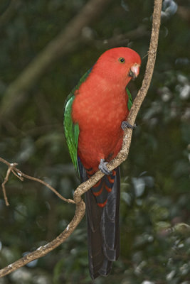 King Parrot