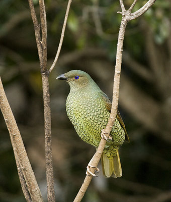 Satin Bowerbird female