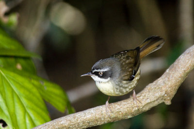 White-browed Scrubwren