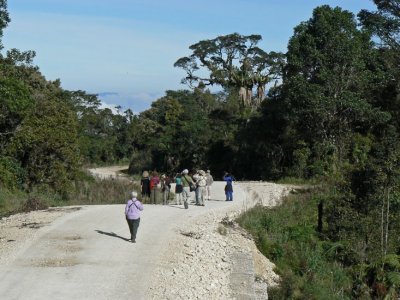 Road birding