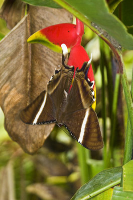 Butterfly upside down on Heliconia