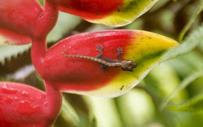 Little gecko on Heliconia