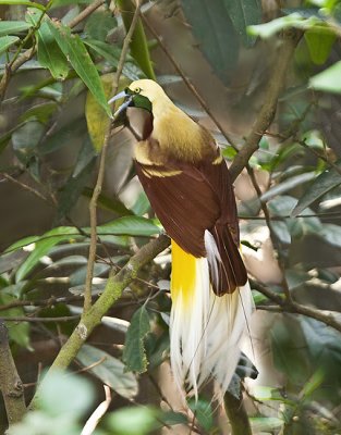 Lesser Bird-of-Paradise