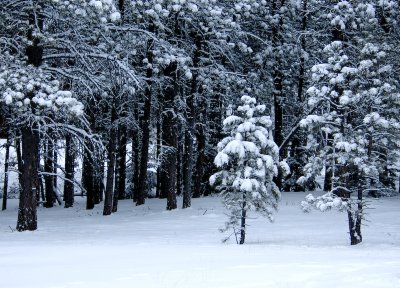 DSC_7386_s.jpg