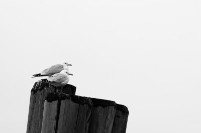 s_DSC_8227_LR.jpg