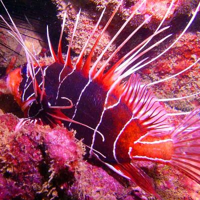 Seychelles_Lion_Fish.jpg