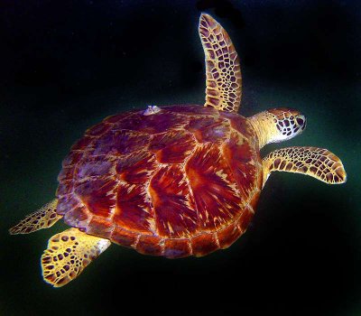 Underwater Photos from Seychelles 2007