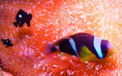Seychelles_ClownFish_2.jpg