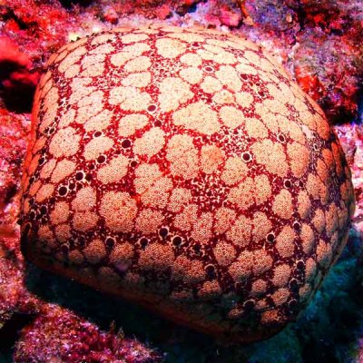 Seychelles_Cushion_Star.jpg