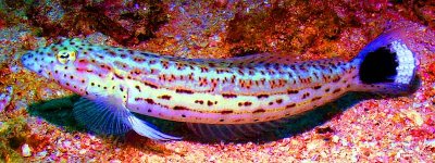 Seychelles_Fish_UnNamed.jpg