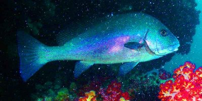 Seychelles_Grouper.jpg