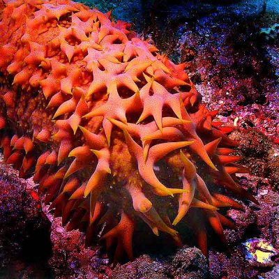 Seychelles_Pinapple_SeaCucumber.jpg