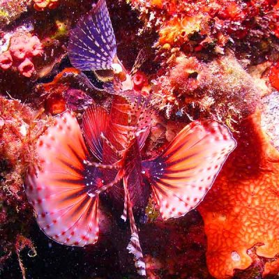 Seychelles_Scorpion_Fish.jpg