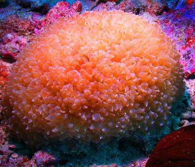 Seychelles_Soft_Coral.jpg