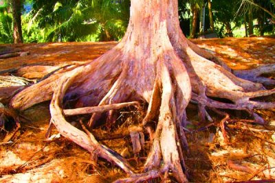 Seychelles_Tree_Roots.jpg