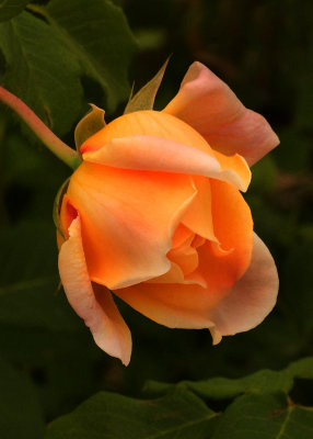 yellow_rose_bud.jpg