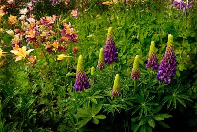 Lupines.jpg