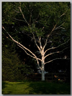 Birch and lily