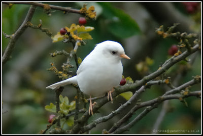 White Dunnock_D2X_5898.jpg