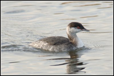 Slavonian Grebe_D2X_7613.jpg