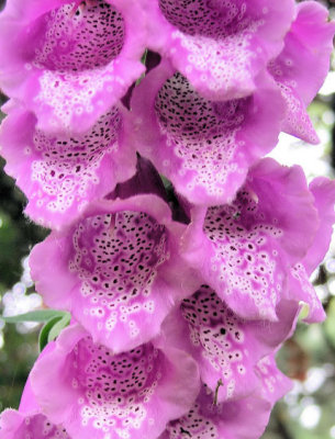 Foxglove