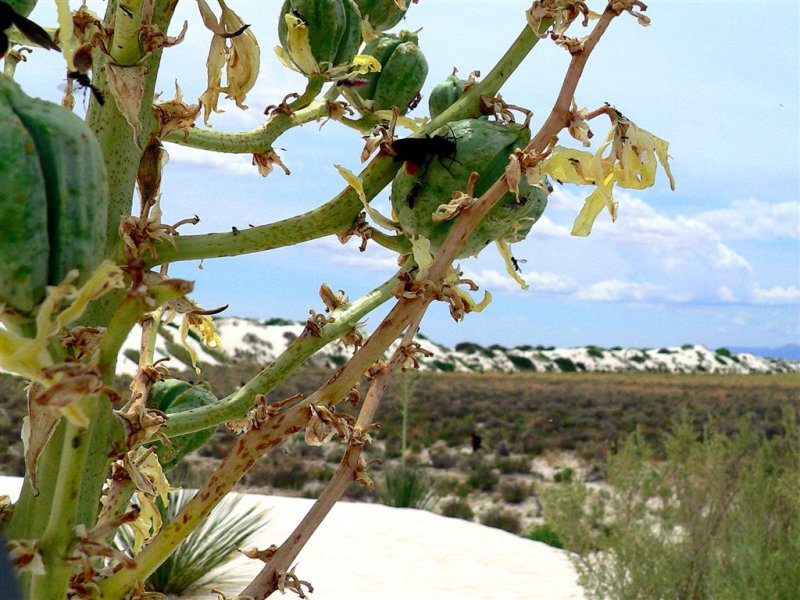 Agave Buds