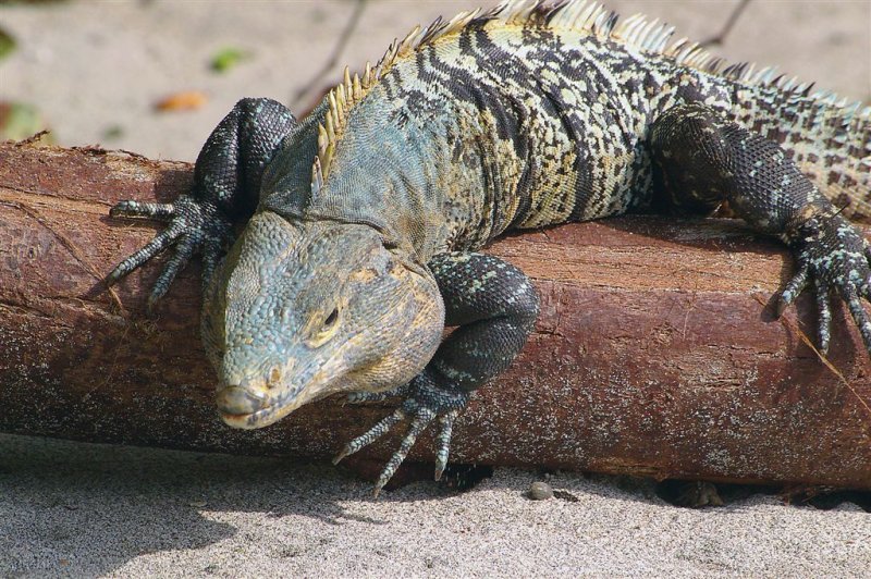 Sea Iguana In Attack, Manuel Antonio Park