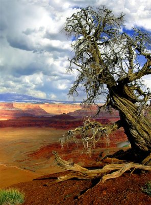 Scorched Tree in Dead Horse Canyon