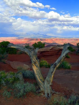 Gnarled Tree in Sunset