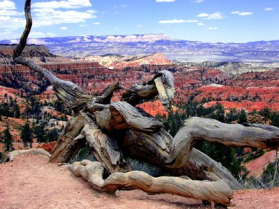 Tree in Bryce Canyon