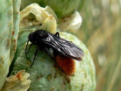 Bug Festing On Agave