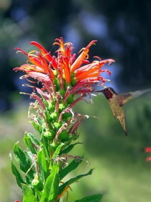 Pretty Peruvian Flower And Kolibri