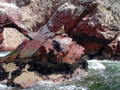 Seals On Paracas Islands