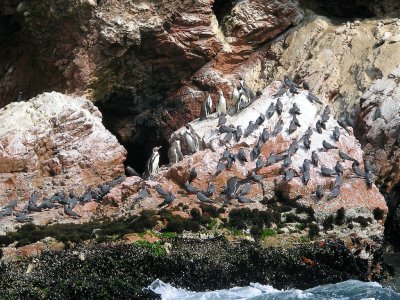Bird Colonies on Paracas Island