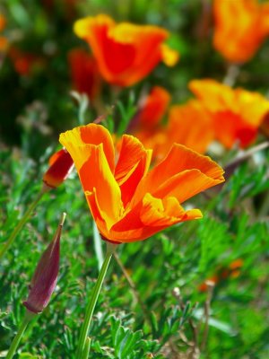 Pretty Peruvian Flower, Taquile Island on Titicaca Lake