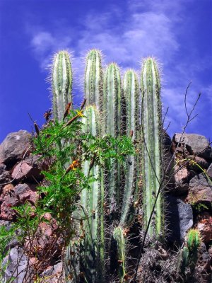 Natural Organ As Cactus On The Wall Of Wiracocha Temple, Raqchi
