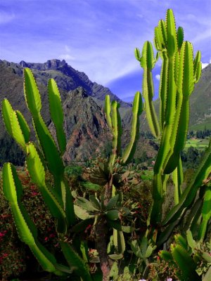 Cactus In Andes, Machu Picchu