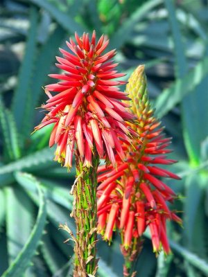 Agave Flower, Machu Picchu