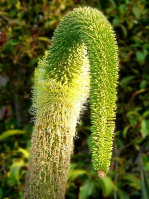 Agave Flower, Jungles Of Machu Picchu