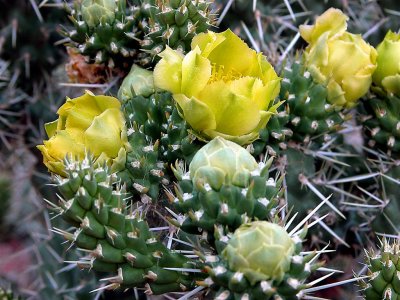 Blooming Cactus