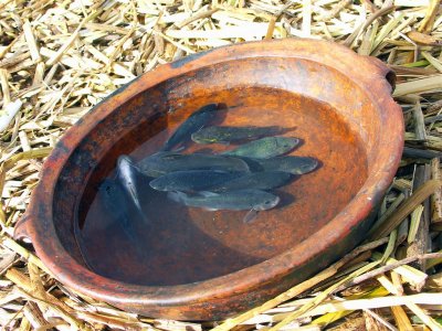 Catch Of The Day, Lake Titicaca