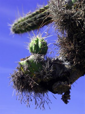 Cactus On Wiracocha Temple, Raqchi