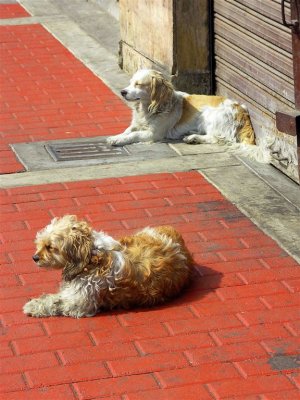 Doggies Sunbathing, Lima