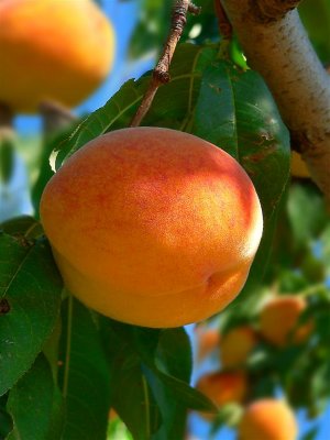 Peaches In Orchads Of Roussillion