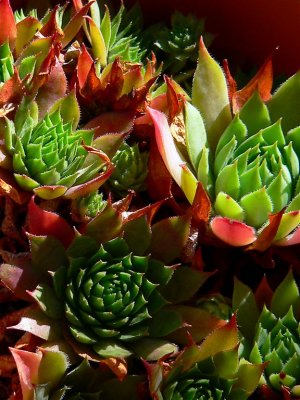 Colours Of Desert Flora