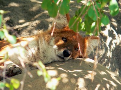 Dreamy Wild Beast, Nasca Desert