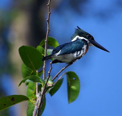Kingfisher, Tortuguero Selva