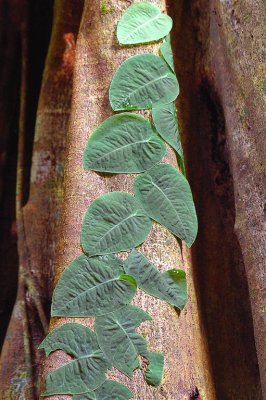 Abstractionism By Nature, Carrara National Park